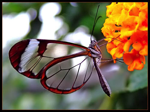 transparent butterfly