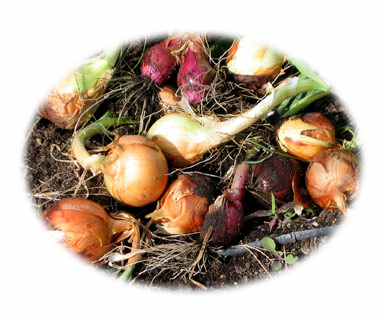 freshly harvested onions