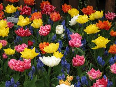 Murilla mix: beautiful tulips
