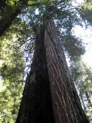towering redwood