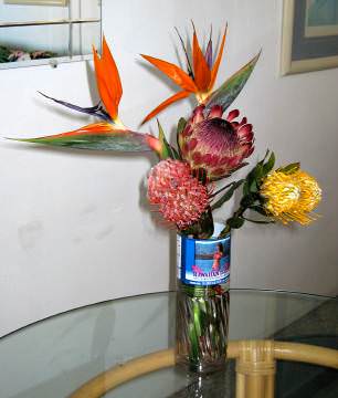 Maui flowers, including Protea