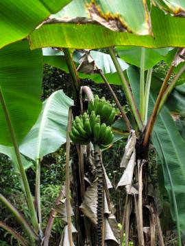 bananas in tree