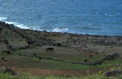 cows grazing near the ocean