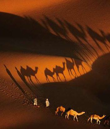 camels from the air