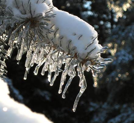 icy pine branch