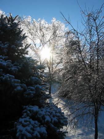sun streaming through icy trees