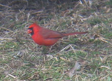 backyard cardinal