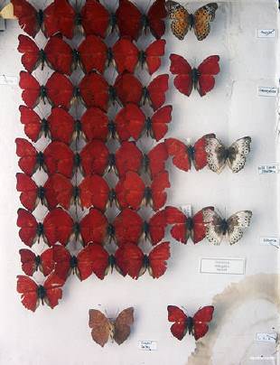 red butterflies
