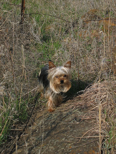 Sparkle, our Yorkie, out geocaching
