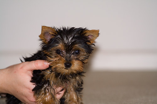cocoapuff the yorkie