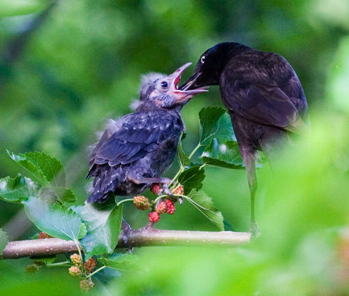baby bird feeding