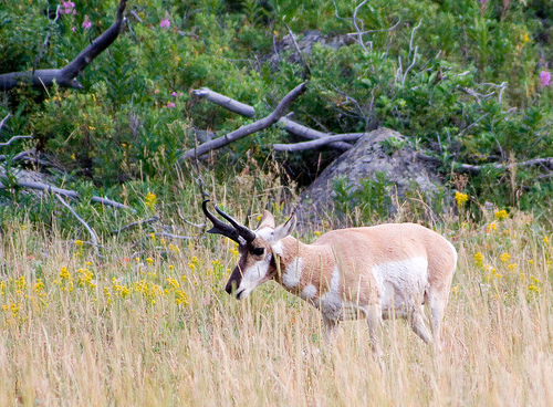 Yellowstone pronghorn deer