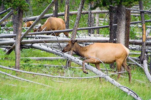 Yellowstone young moose
