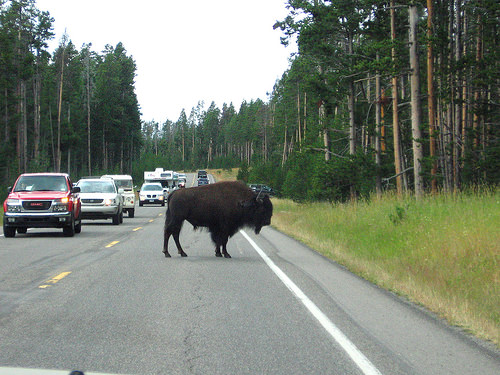 Yellowstone bison in road