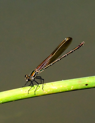 Kanopolis dragonfly