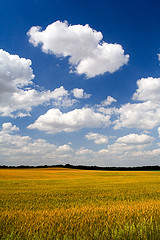 wheat clouds1-may06