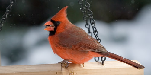 winter bird