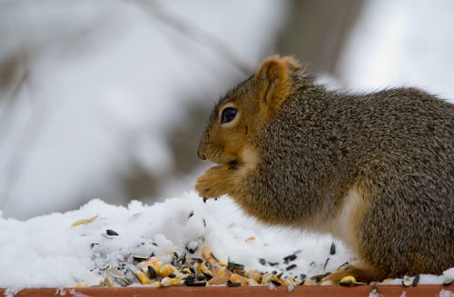 winter snow: squirrel