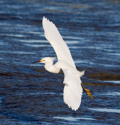egret in flight