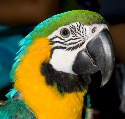 Clif's macaw