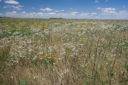 Kansas wildflowers