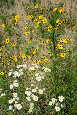 Kansas wildflowers
