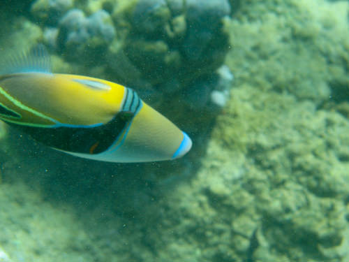 Maui snorkeling