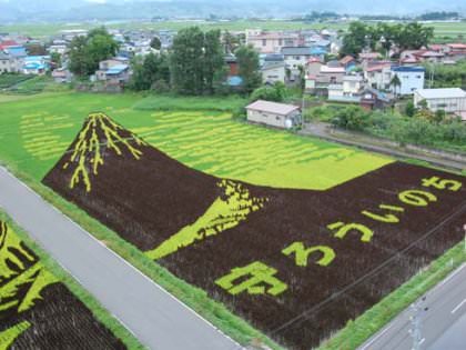 rice paddy art