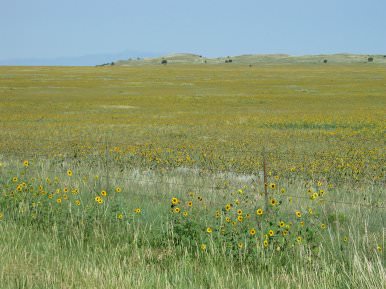 Colorado Sunflowers, July 2003