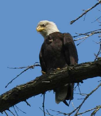 Bald Eagle in Tree, Greenlake Park