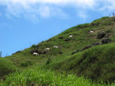 goats on a hill