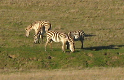 Zebras near Hearst Castle