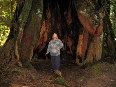 Sheryl inside a redwood