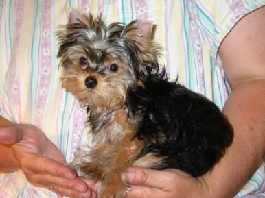 Our New Yorkie, July 2003