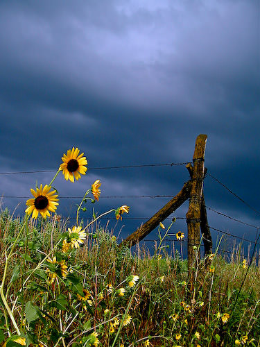 sunflower and storm