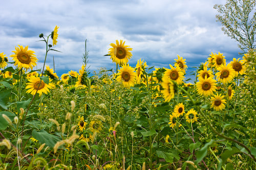 sunflowers and clouds