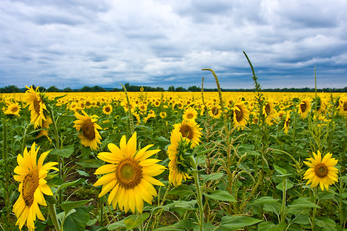 sunflowers and clouds
