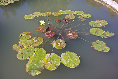 lily ponds