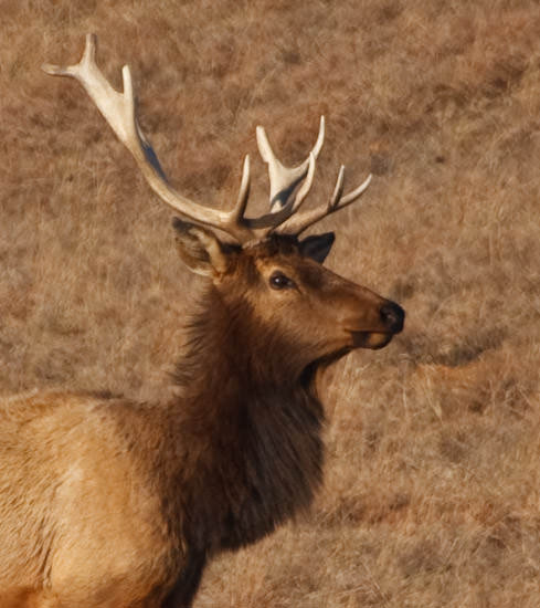 bull elk at Maxwell