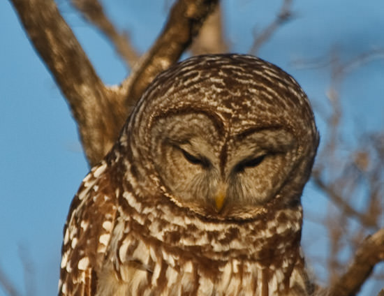 barred owl at Maxwell