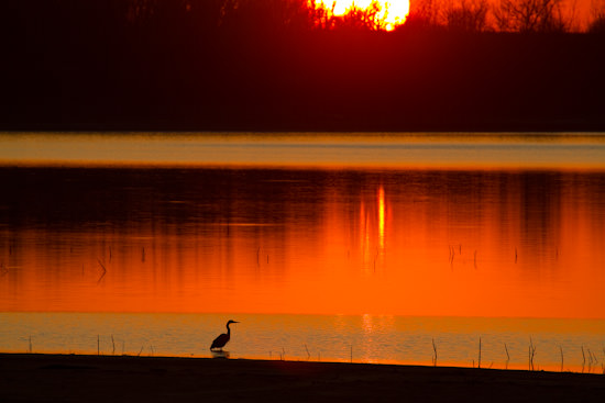 shorebirds at sunset