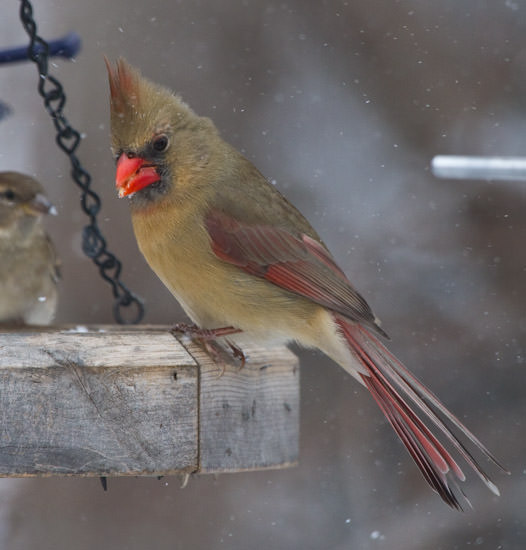 juvenile female cardinal