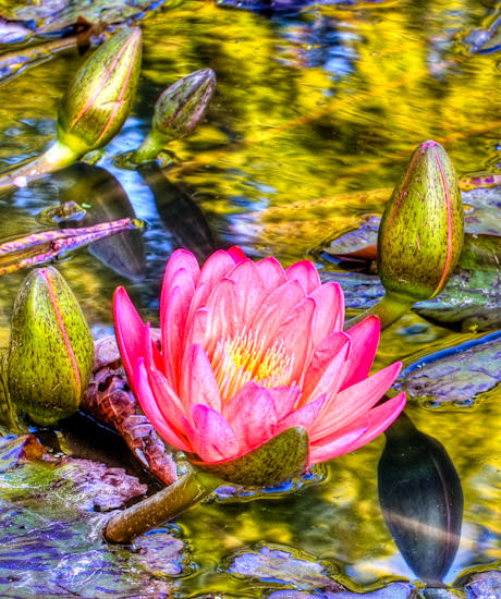 water lily, HDR