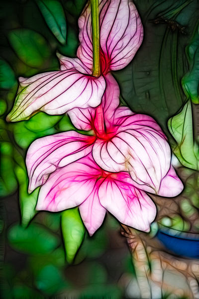 fractalius Medinilla flower