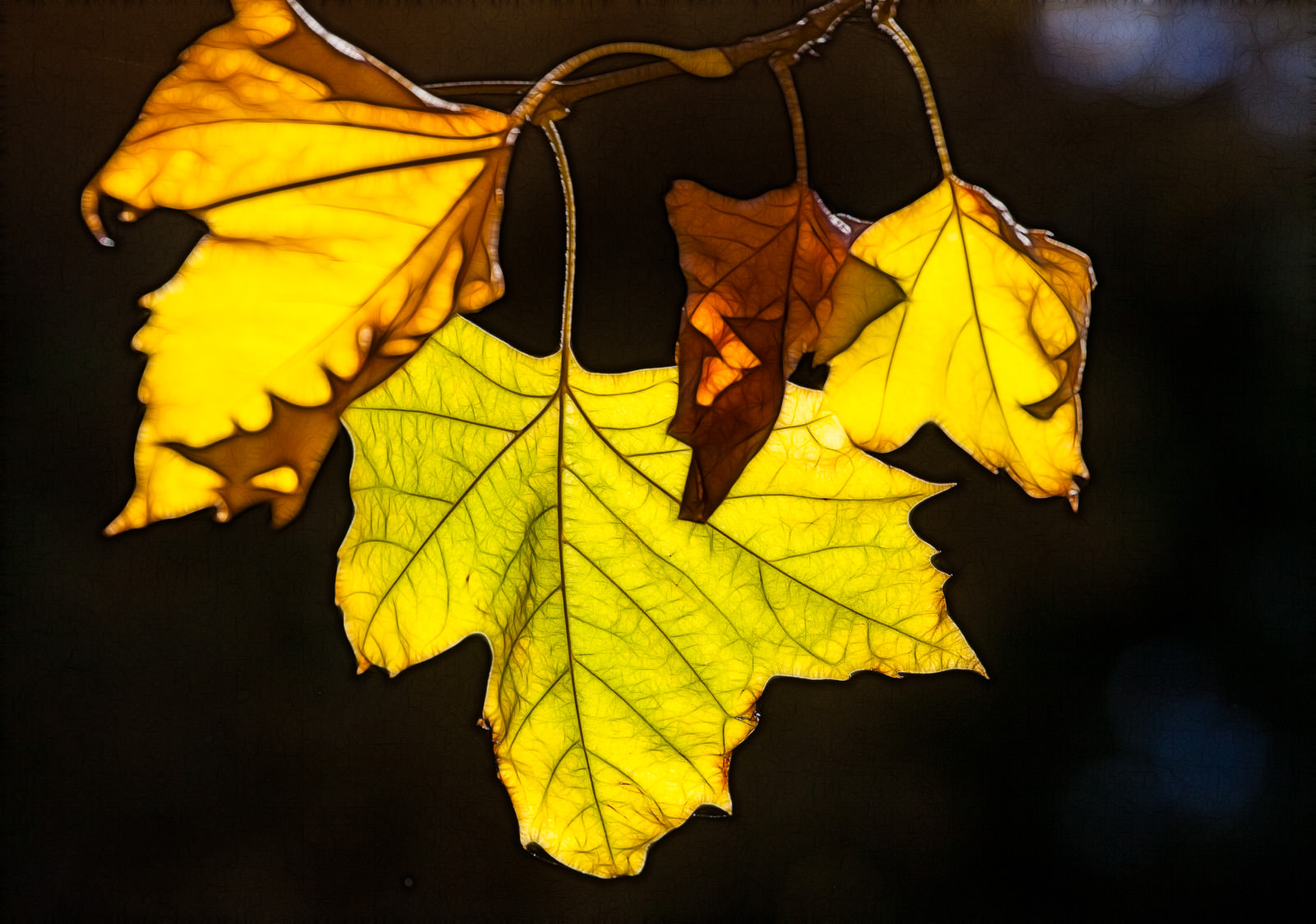 fractalius leaves