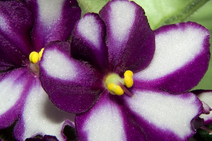 African Violet Closeup || Canon350d/EF28-105/F4-4.6@105 + 36mm ext tube| 1/200s | f29 | ISO100 | tripod