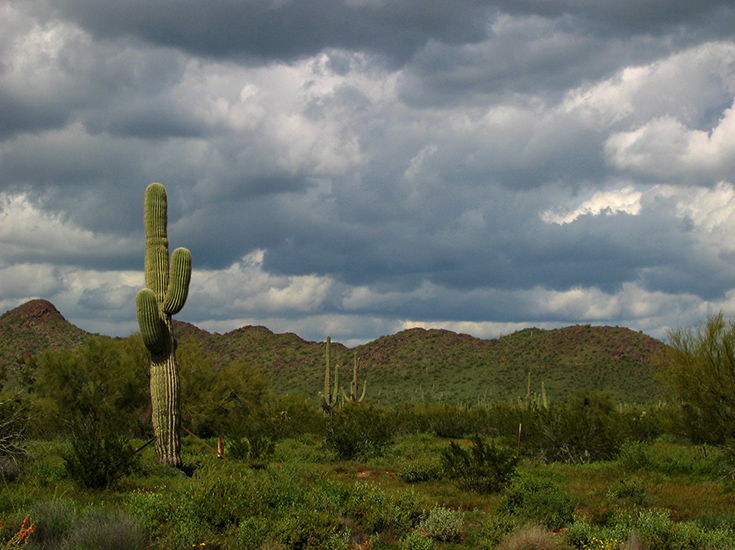 Arizona Cactus, Storm | Canon Powershot S45/21.3mm (~106mm 35mm equiv) | 1/1000s | f5.6 | ISO100? | handheld