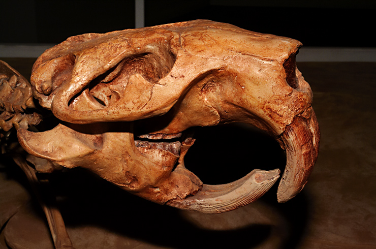 Beaver Skull Fossil|| Canon350d/EF17-40/F4L@40| 1/200s | f18 | ISO800 |handheld
