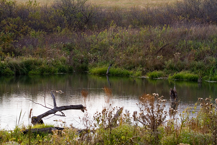 Kanopolis Beaver Pond || Canon350d/EF70-200/F4L@94 | 1/1250s | f4.5 | ISO800 | handheld