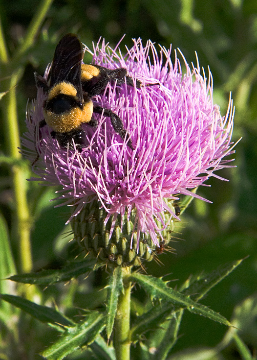 Bee and Thistle || Canon350d/EF17-55/F2.8EFS@55 | 1/320s | f14 |  IS1600 | handheld